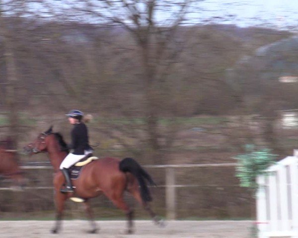 Reitturnier Springe 2025