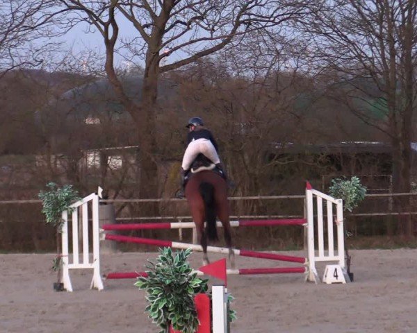 Reitturnier Springe 2025