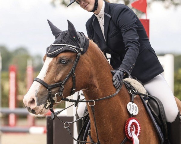 jumper Del Pepino (German Riding Pony, 2019, from Del Piero 25)