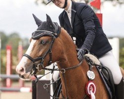 Springpferd Del Pepino (Deutsches Reitpony, 2019, von Del Piero 25)
