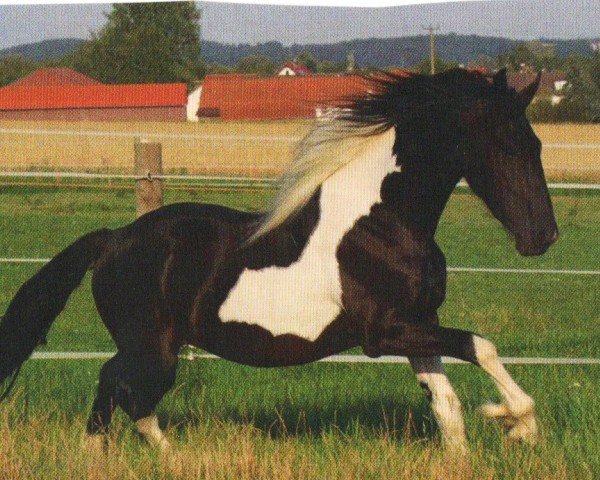 Deckhengst Lohse's Nicon (Pinto/Kleines Reitpferd, 2007, von Otto)