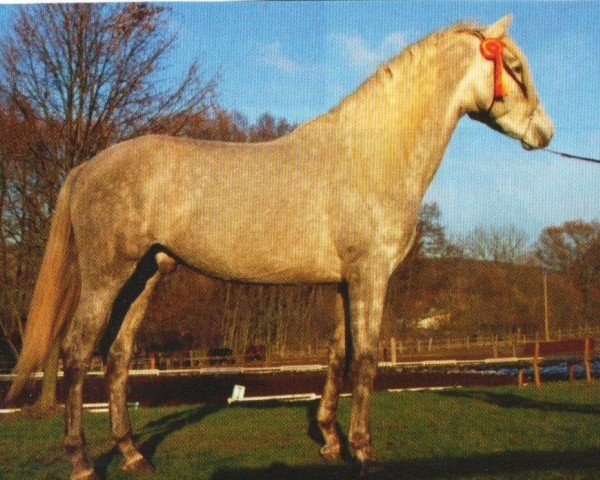 horse Brusco (Pura Raza Espanola (PRE), 2005, from Ysero III)