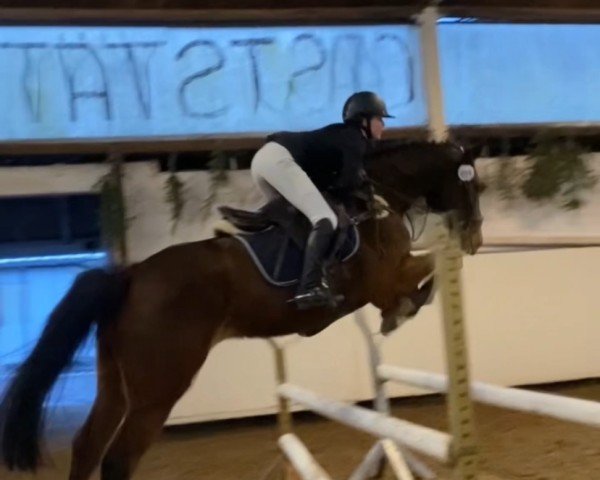 Springpferd Elvis 328 (Deutsches Sportpferd, 2019, von Eldorado van de Zeshoek)