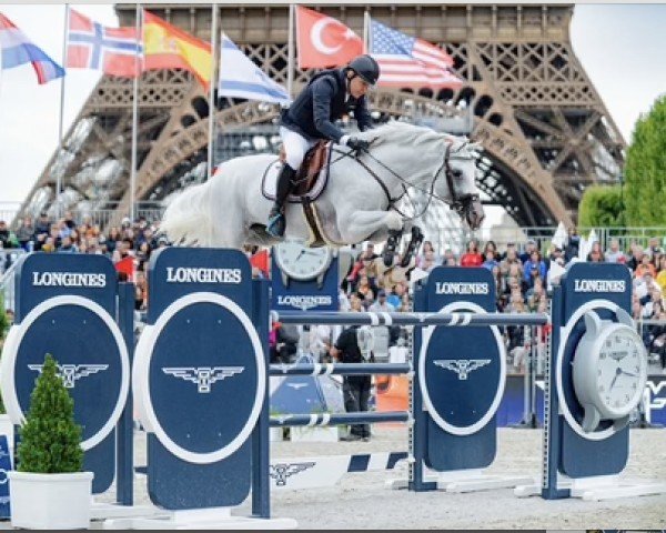 jumper Equine America Grandino H (KWPN (Royal Dutch Sporthorse), 2011, from Calvino Z)