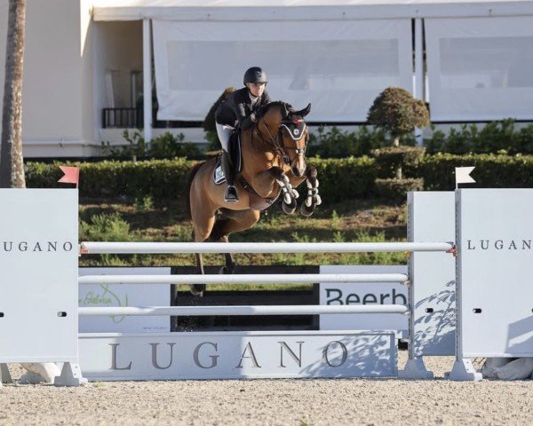 Springpferd Calina (Dänisches Warmblut, 2012, von Ci Ci Senjor Ask)