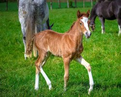 Pferd Grace P (Deutsches Reitpony, 2021, von Gaius B)