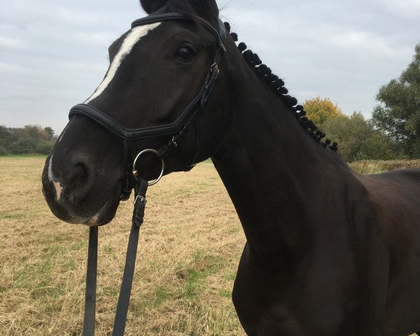 horse Bella (Hanoverian, 2014, from Bretton Woods)