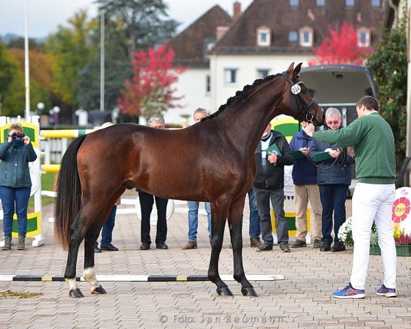 dressage horse Royal Heritage 3 (German Sport Horse, 2018, from Royal Doruto OLD)