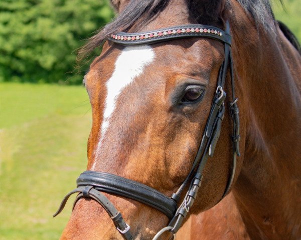 dressage horse Rasquino (Rhinelander, 2002, from Rocket Star)