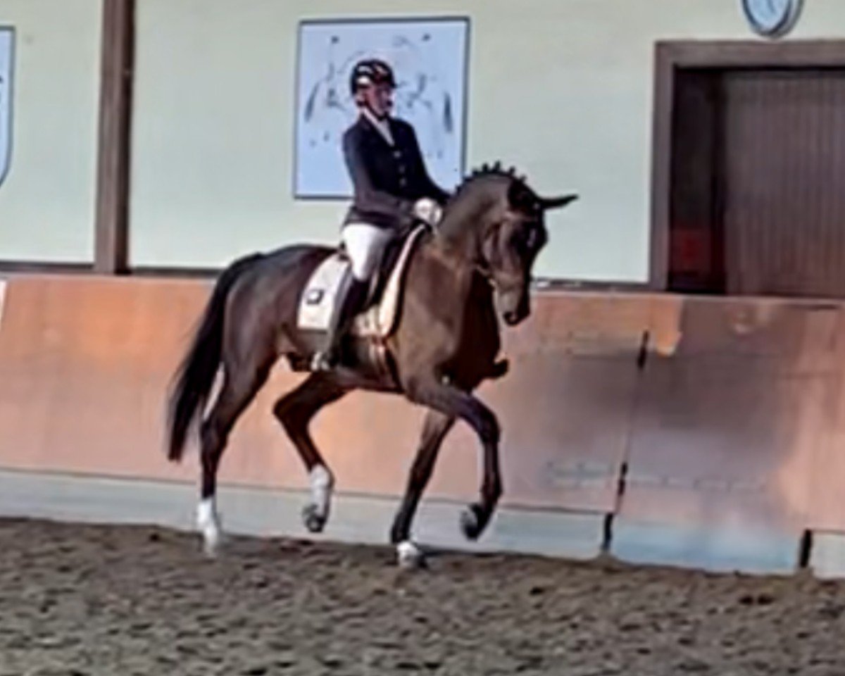 Deckhengst Bel Amour 3 (Hannoveraner, 2015, von Belantis)