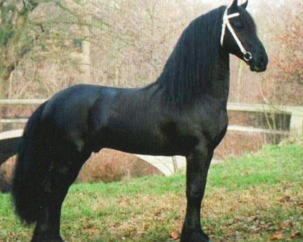 Deckhengst Fede (Friese, 1993, von Jelmer 297)