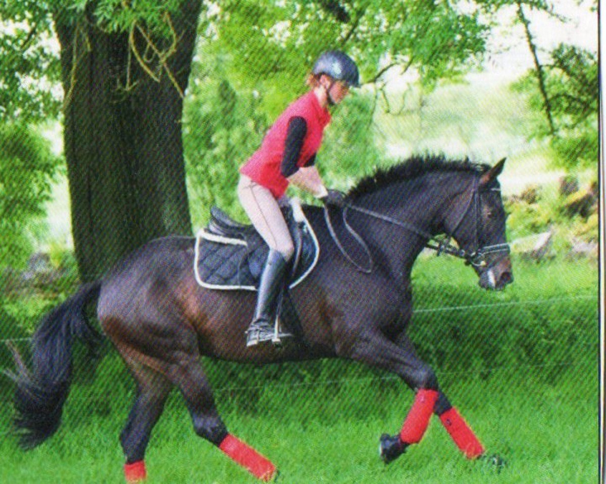 Pferd Donjalaika (Trakehner, 2009, von Tambour)