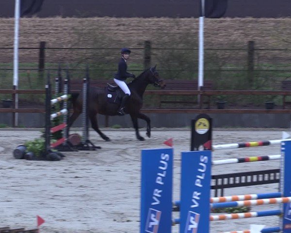 Reitturnier Scharnebeck 2025