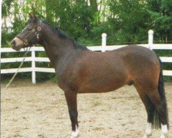 dressage horse Mister Obama (Nederlands Welsh Ridepony, 2009, from Watermill Falcon)