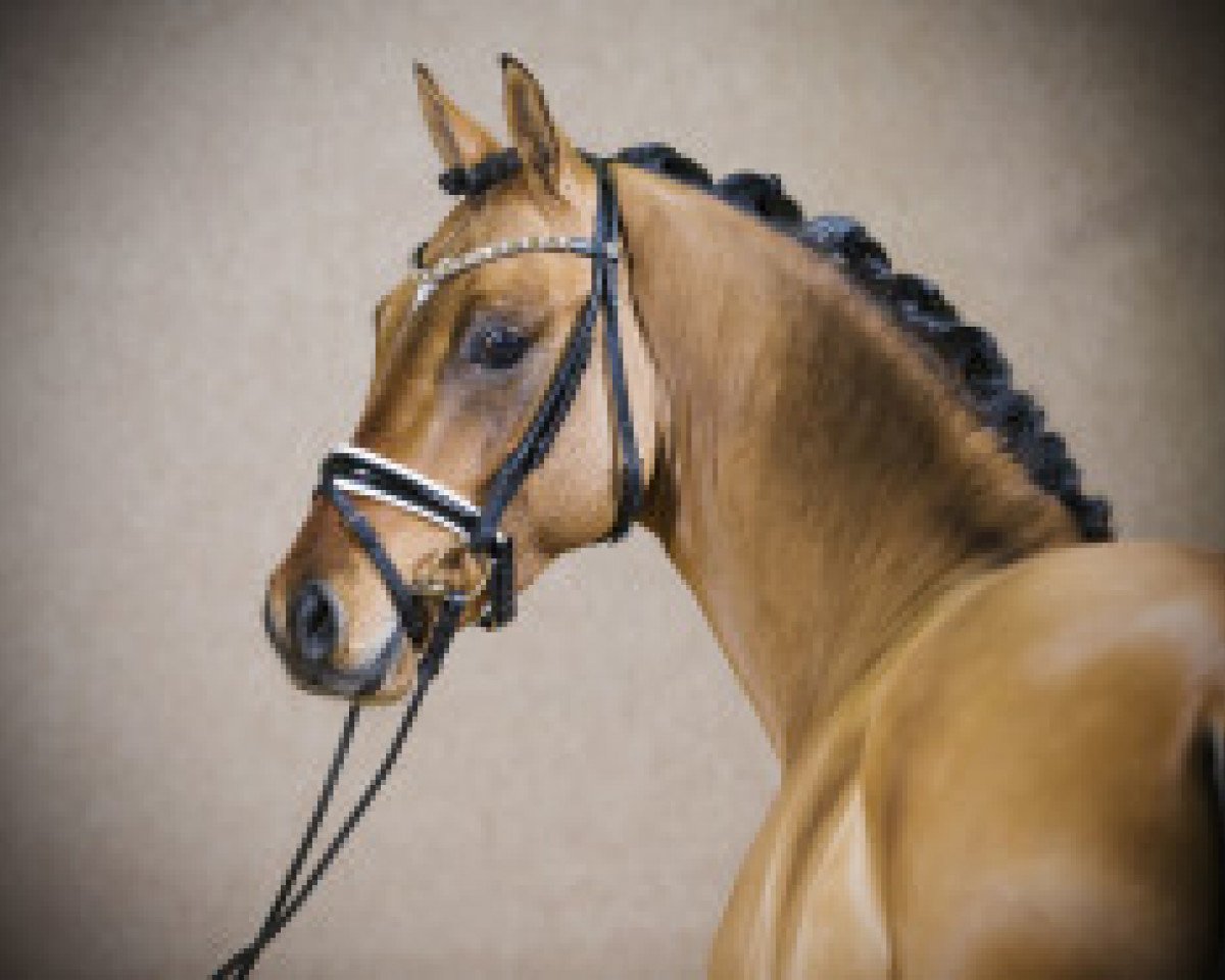 stallion Grand Royale (German Riding Pony, 2014, from Golden State 2)