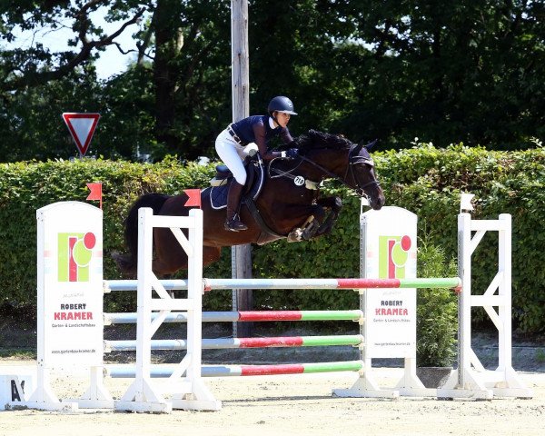 jumper Cassila Lou (Hanoverian, 2014, from Cassillias)