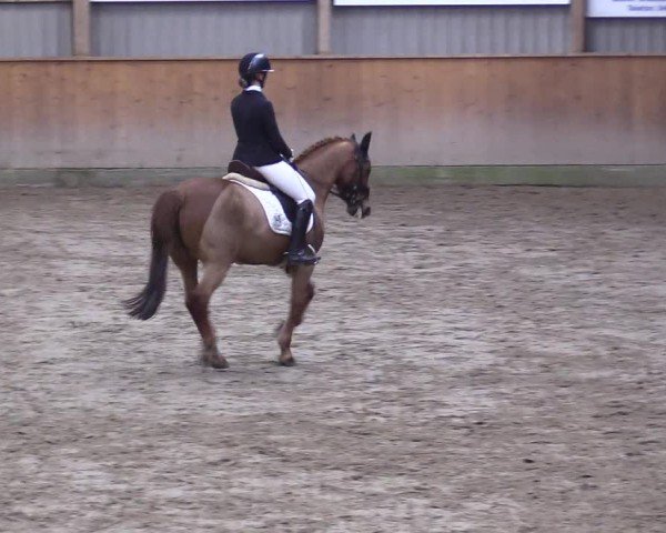 Reitturnier Leck 2025