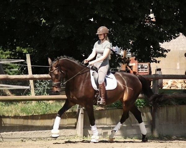 broodmare Goldi (Holsteiner, 2016, from Goldfever 3)