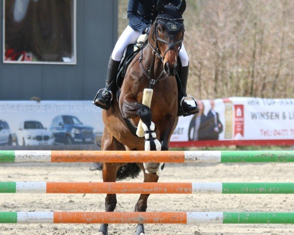 dressage horse Findus 153 (Hanoverian, 2012, from First Flush)