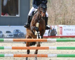 dressage horse Findus 153 (Hanoverian, 2012, from First Flush)