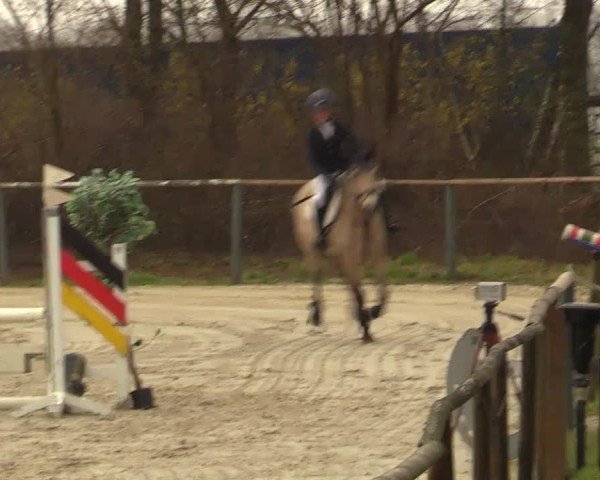 Reitturnier Springe 2025
