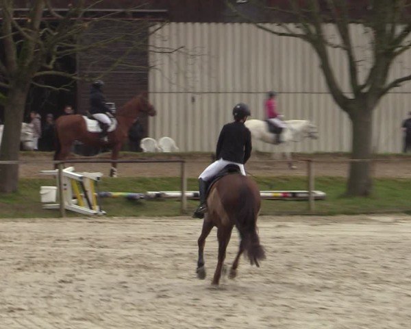 Reitturnier Springe 2025