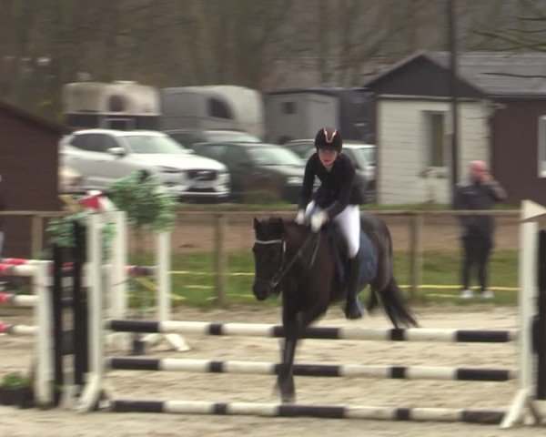 Reitturnier Springe 2025