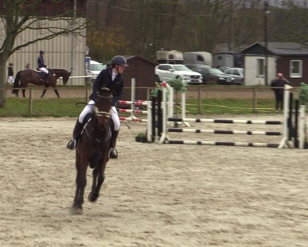 Reitturnier Springe 2025