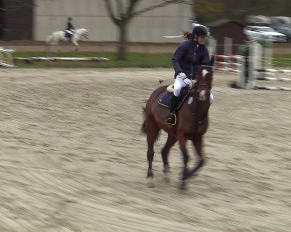 Reitturnier Springe 2025