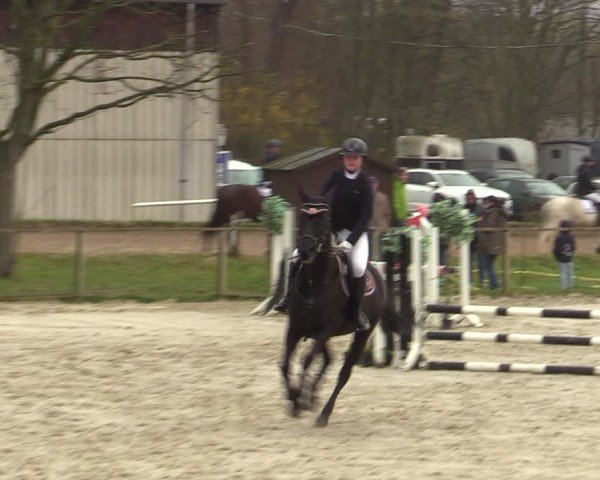 Reitturnier Springe 2025