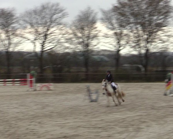 Reitturnier Springe 2025