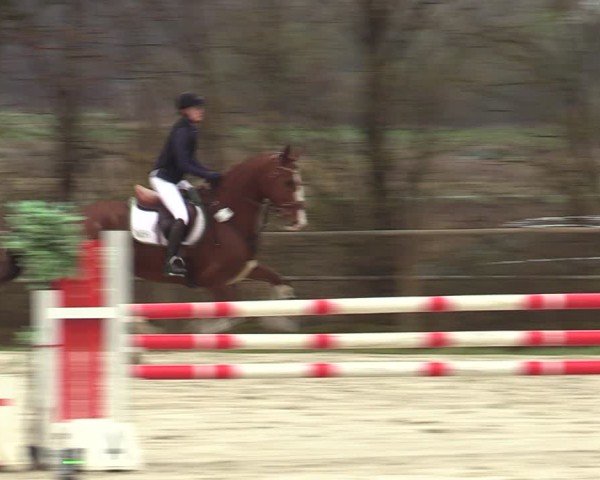 Reitturnier Springe 2025