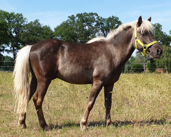 horse Khatago v.Kleefeld (German Classic Pony, 2018, from Kronprinz)