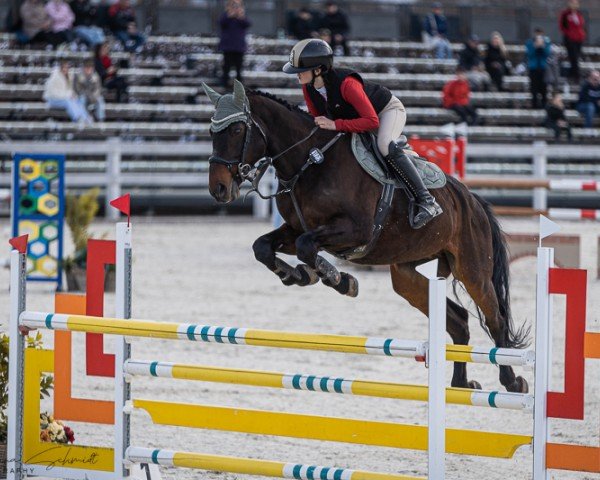 horse Diarevel (KWPN (Royal Dutch Sporthorse), 2012, from Diamant de Semilly)