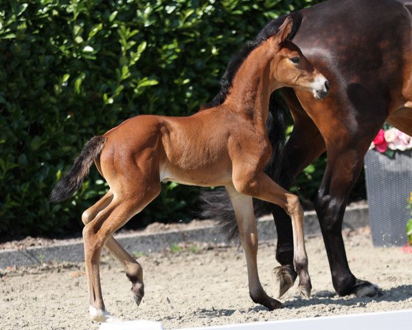 horse Hengst von Baccardi's Best (Westphalian, 2021, from Baccardi’s Best)