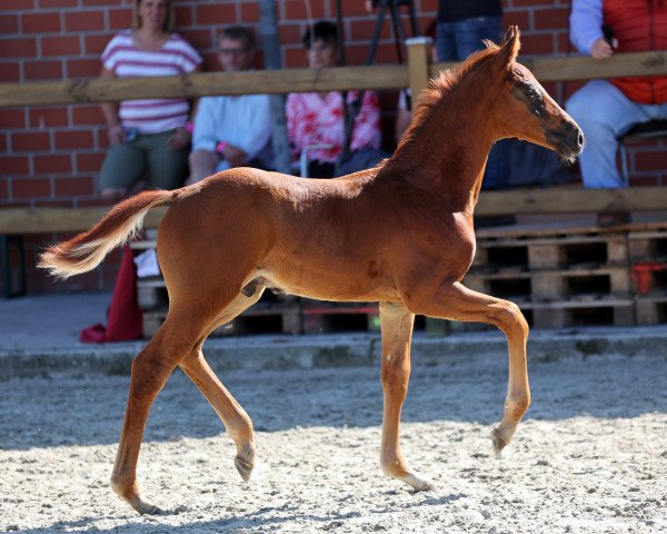 horse Hengst von Vivat Rex / Likoto (Westphalian, 2021, from Vivat Rex)