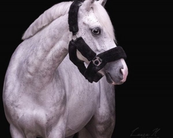 dressage horse Gustav 332 (Mecklenburg, 2011, from Moorkieker Gulliver)