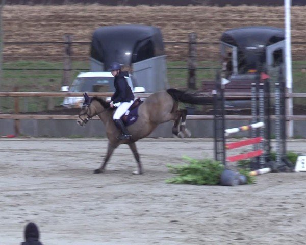 Reitturnier Scharnebeck 2025