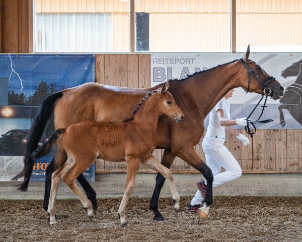 Pferd Caesar Cult (Holsteiner, 2021, von Casanova de Beaufour DXB)