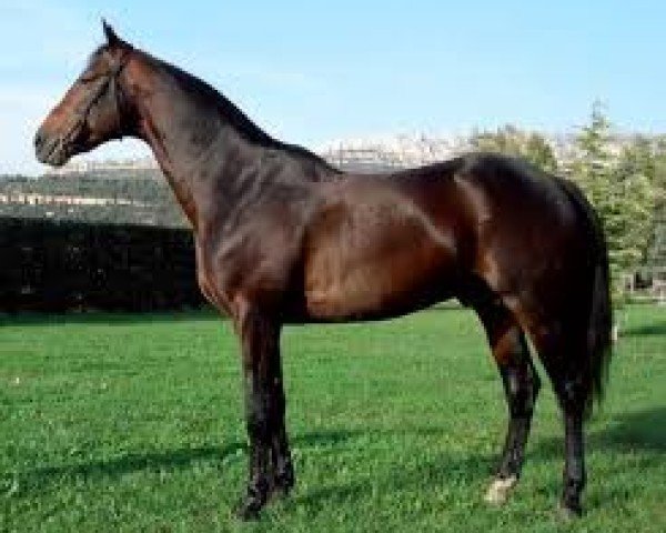 stallion Mage de la Merite (French Trotter, 2000, from Echo (FR))