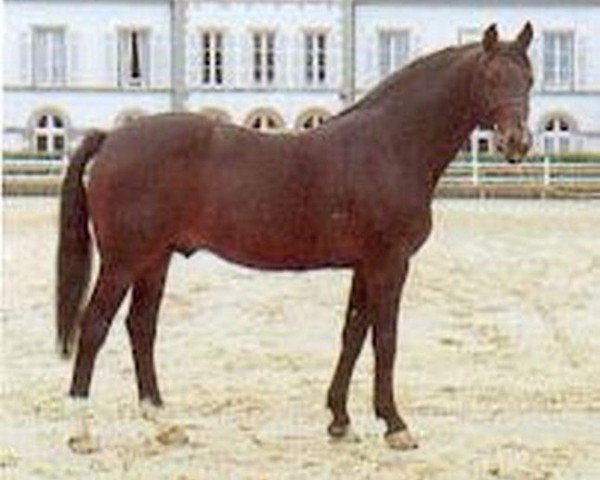 Deckhengst Kimberland (FR) (Französischer Traber, 1976, von Nevele Pride 7308E (US)) Deckhengst Kimberland (FR) (Französischer Traber, 1976, von Nevele Pride 7308E (US))