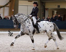 Deckhengst Peru's Scen Tao (Nederlands Appaloosa Pony, 2002, von Pax)