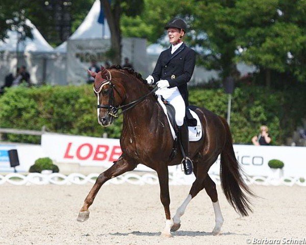 dressage horse Quotenkoenig 2 (Westphalian, 2009, from Quaterback)
