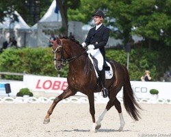 dressage horse Quotenkoenig 2 (Westphalian, 2009, from Quaterback)