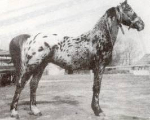 stallion Plet af Nørholm (Knabstrupper, 1977, from Wulff KNN 17)