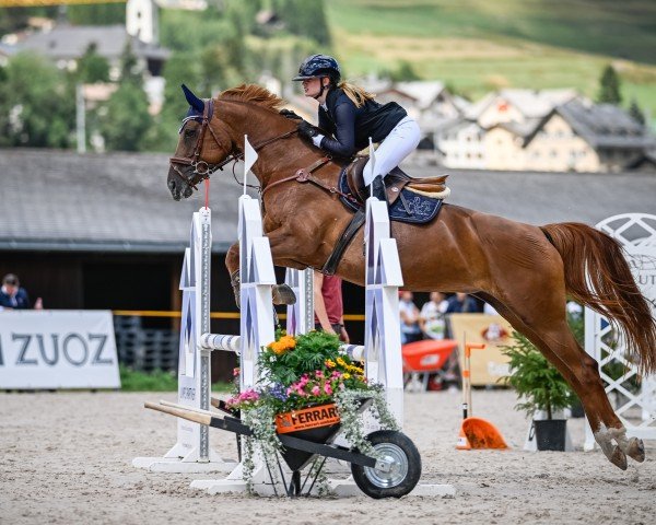 Springpferd de Red Mic Z (Zangersheide Reitpferd, 2013, von Dior van Berkenbroek)