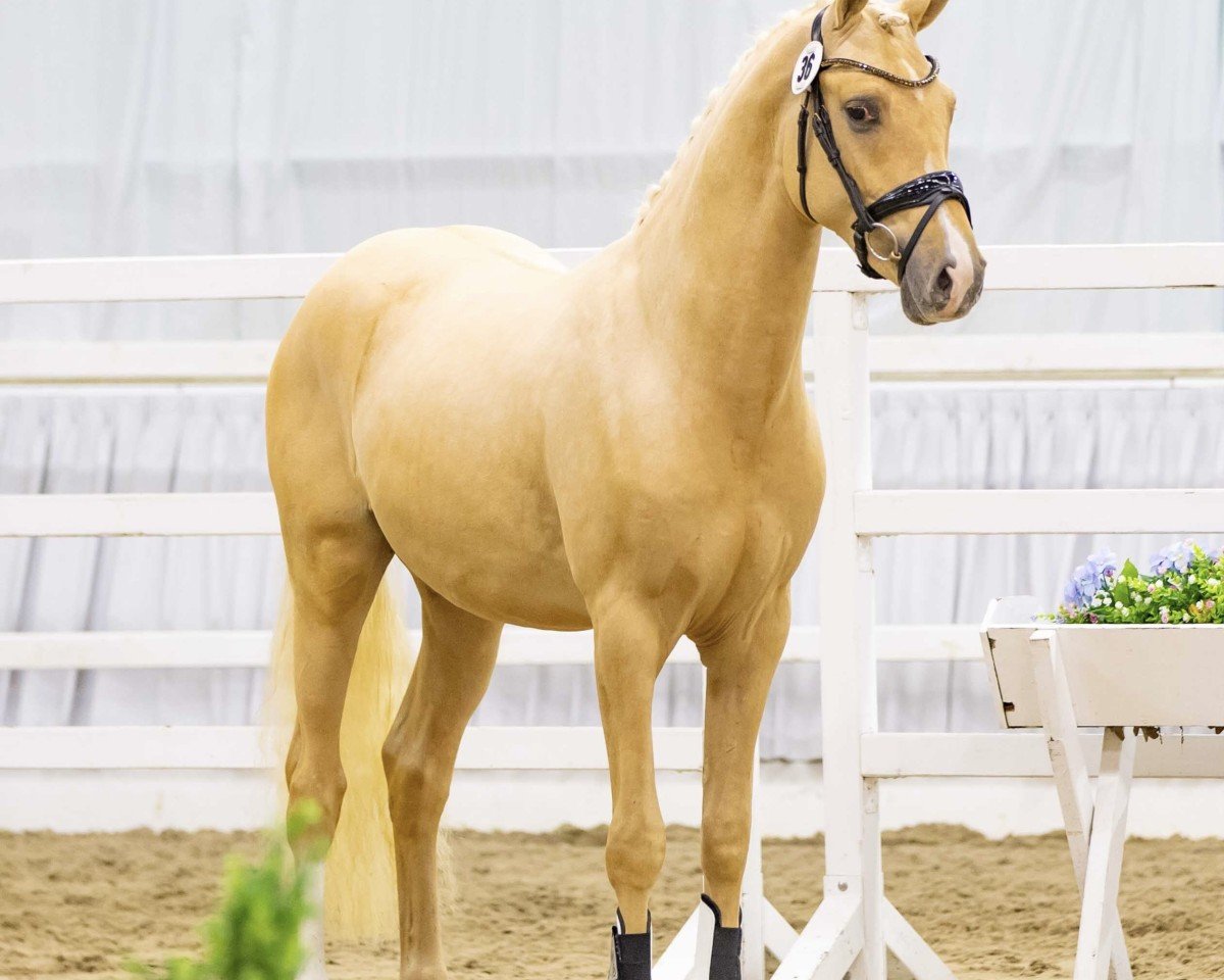 stallion Bodethal's Davos (German Riding Pony, 2022, from Arts Deilahro)