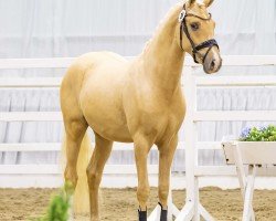 stallion Bodethal's Davos (German Riding Pony, 2022, from Arts Deilahro)