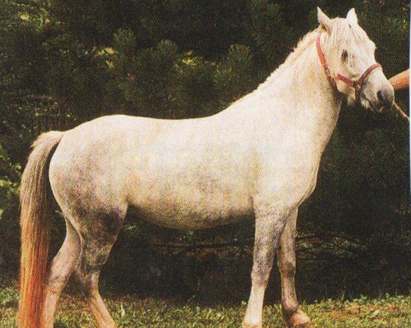 Zuchtstute Jule (Deutsches Reitpferd, 2004, von Jubilar)