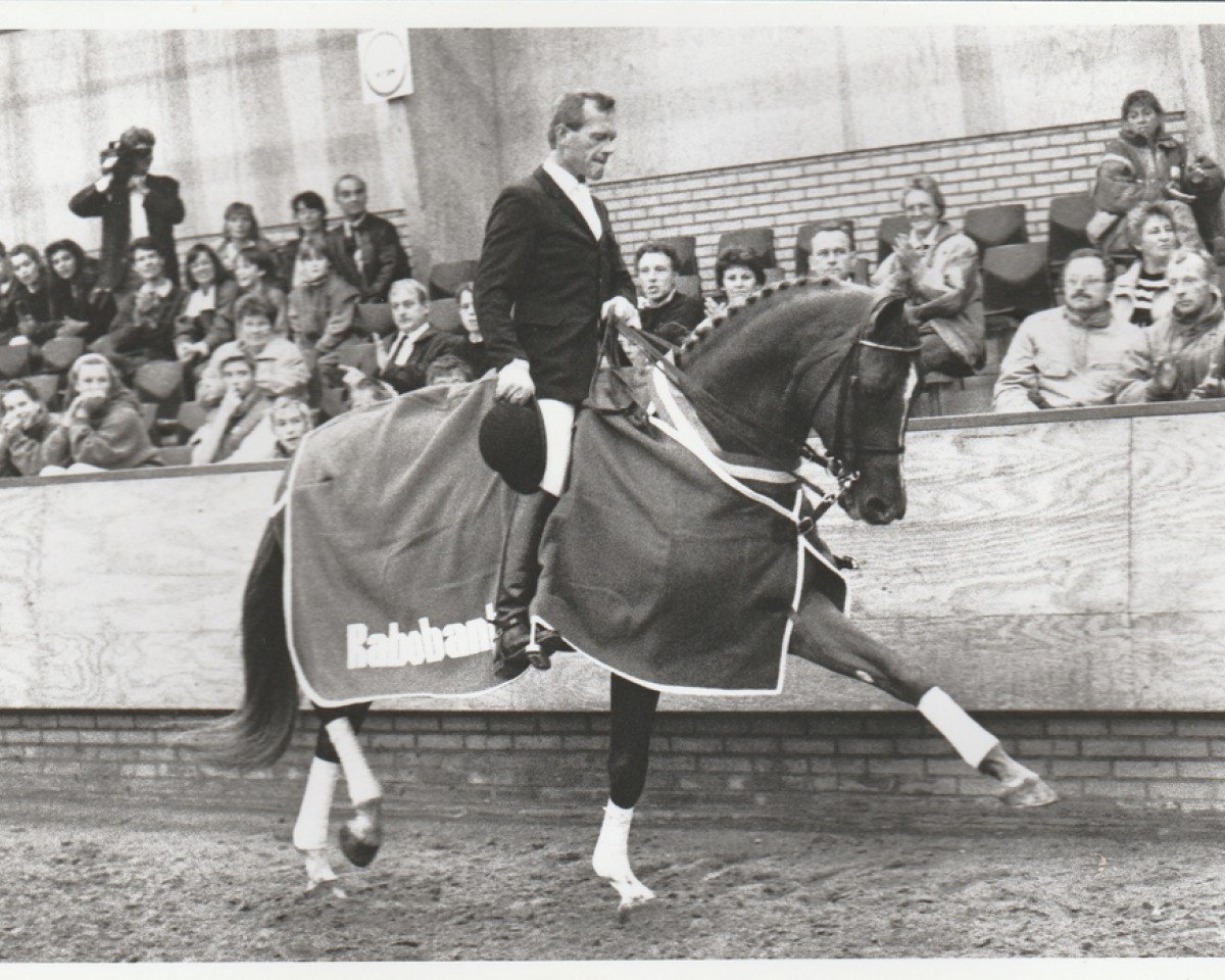 stallion De Saint Urus d'Olympe x (Anglo-Arabs, 1986, from Saint Erwan x)